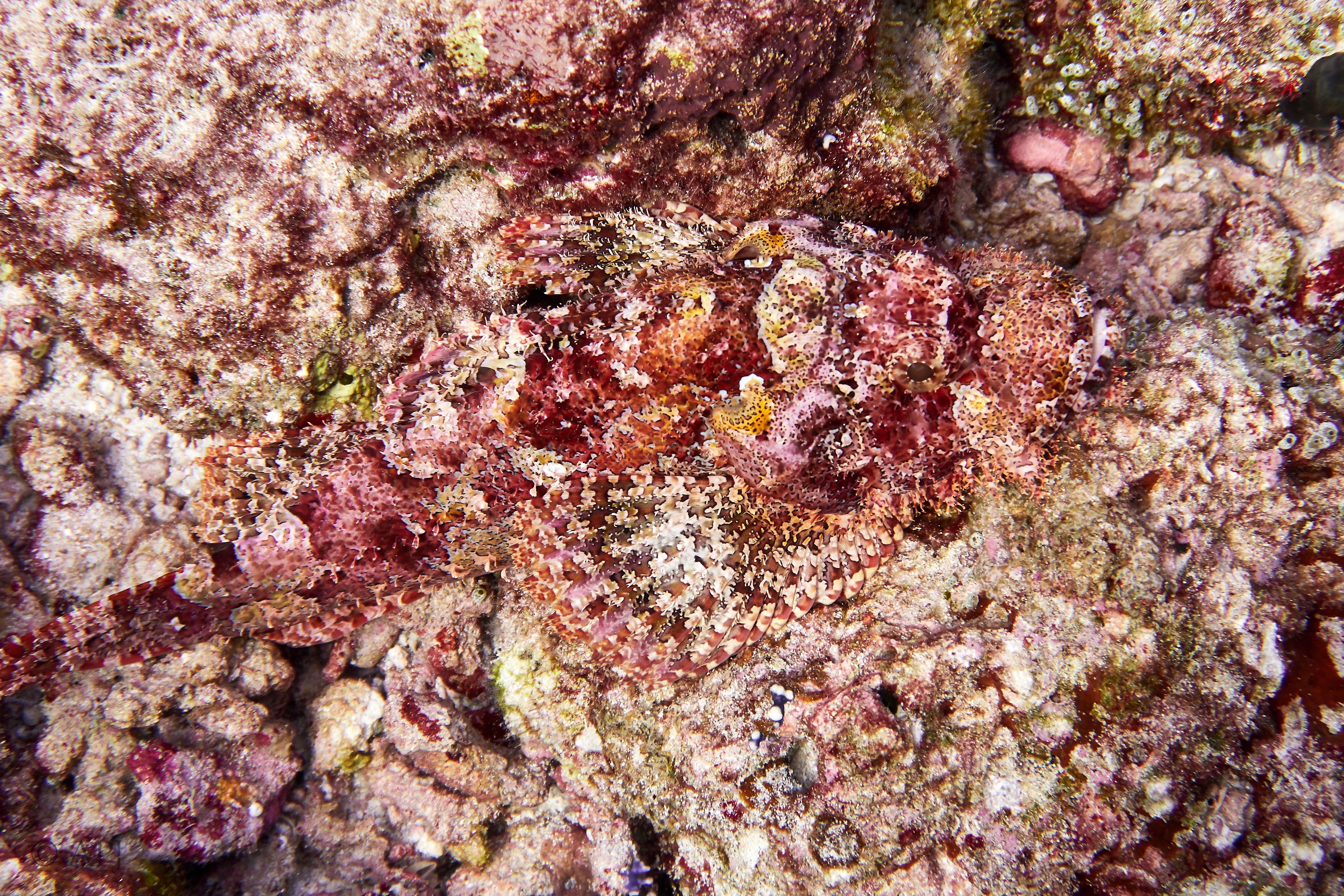 000644 15 08 17  Canon PowerShot G7 X Mark II   Malediven2017